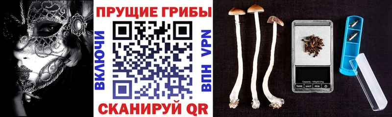 Псилоцибиновые грибы мицелий  что такое   даркнет как зайти  Сухой Лог 